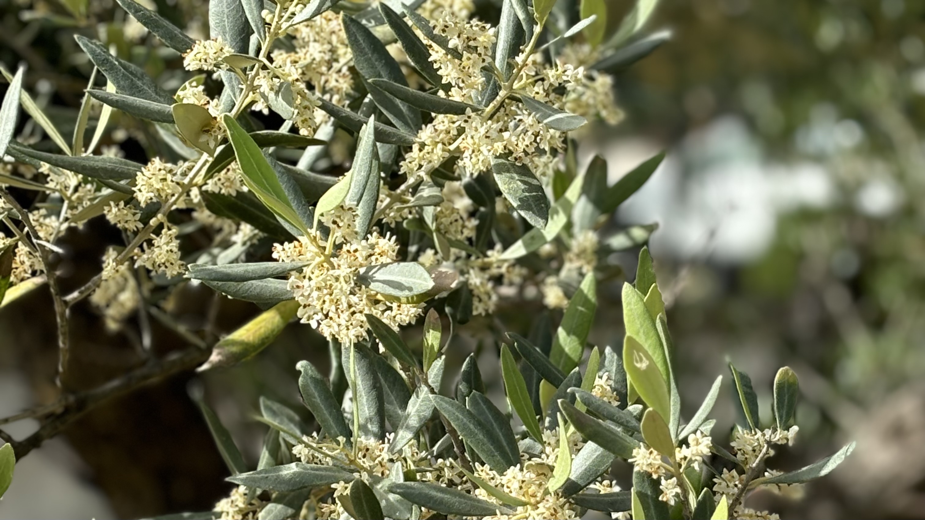 Olivo in fiore al Corso di Potatura Olivo Cefalù 2025, simbolo di una pianta sana e ben gestita