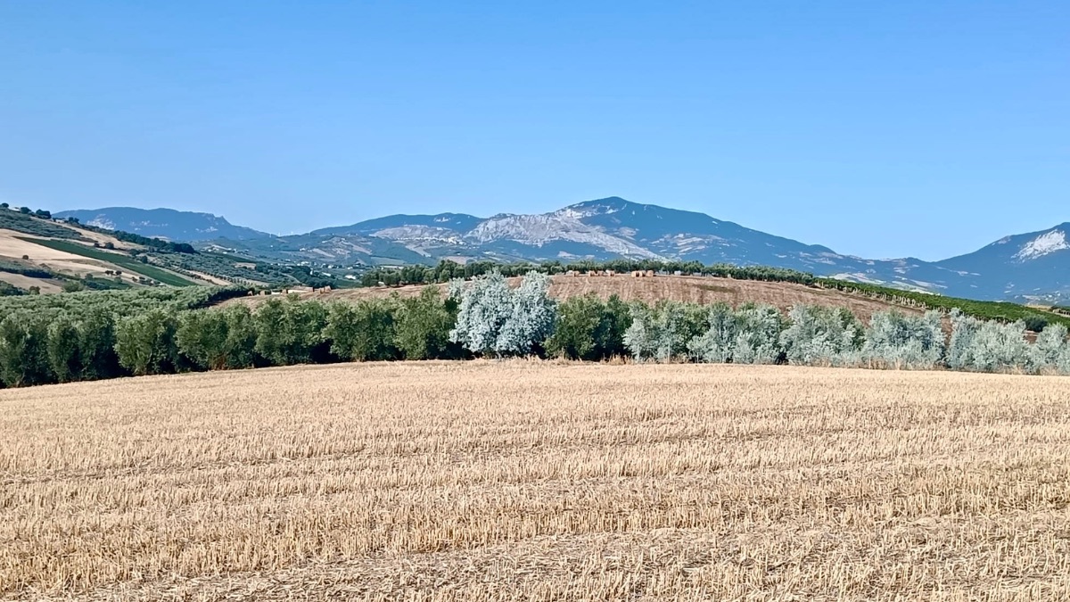 Campo di Olivi irrorato con caolino AgriBioClay