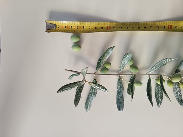 Caolino e siccità: rametto di olivo con olive verdi e foglie segnate dai residui bianchi della copertura a base di caolino e propoli, con due olive staccate accanto a un metro a nastro, al campo scuola di PensaFacile ospitato dall'Azienda Agricola Blasiotti a Loreto Aprutino, il 3 settembre 2026